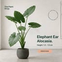 Elephant Ear Alocasia