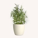 Thyme
