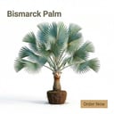 BISMARCK PALM
