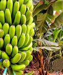 Banana Tree 