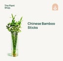 Chinese Bamboo