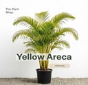 Yellow Areca outdoor