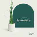 Sansevieria Cylindrica