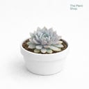 Jumbo Echeverias (3)