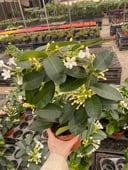 Indoor Jasmine
