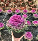 Purple Kale