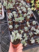 Cotyledon Undulata