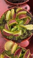 Venus Fly Trap