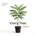 Curry Tree