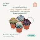 Bundle of 4 Echeveria Cactus
