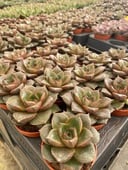 Echeverias Cactus - Shape 7