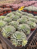 Echeverias Cactus - Shape 6