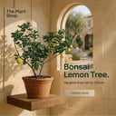 Dwarf Lemon Tree