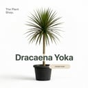 Darcena Yoka