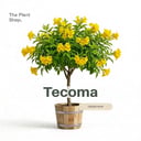 Tecoma Tree 