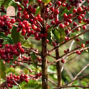 Coffee Tree
