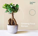 Ginseng Ficus Bonsai