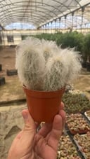 Espostoa Cactus