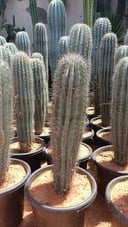 elephant cactus