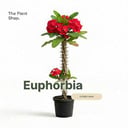 Euphorbia