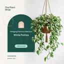 Hanging White Pothos 