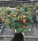 Solanum Pseudocapsicum