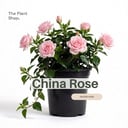 China rose