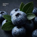 Blue berry Tree