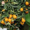 Kumquat Tree 
