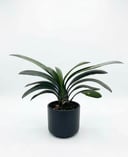 Clivia miniata