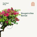Bougainvillea Bonsai 