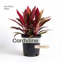 Cordyline