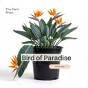 Bird of paradise flower