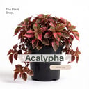 Copper Leaf) Acalypha)