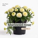 Marigold rose