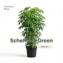 Schefflera Green
