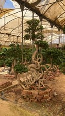 Full Size Bonsai Tree - Cobra