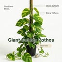 Giant Golden Pothos 
