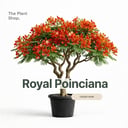 Royal Poinciana 