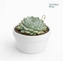 Jumbo Echeverias (5)