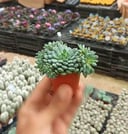 Mexican Firecracker