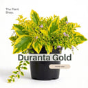 Duranta Gold