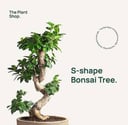 S Shape Bonsai Tree