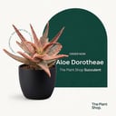 Aloe Dorotheae
