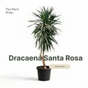 Darcena Santa Rosa