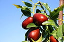 Jujube Tree