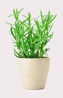 Rosemary 