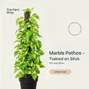   Golden Pothos Stick