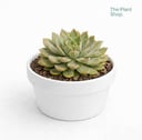 Jumbo Echeverias (1)