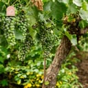 Grapes Tree